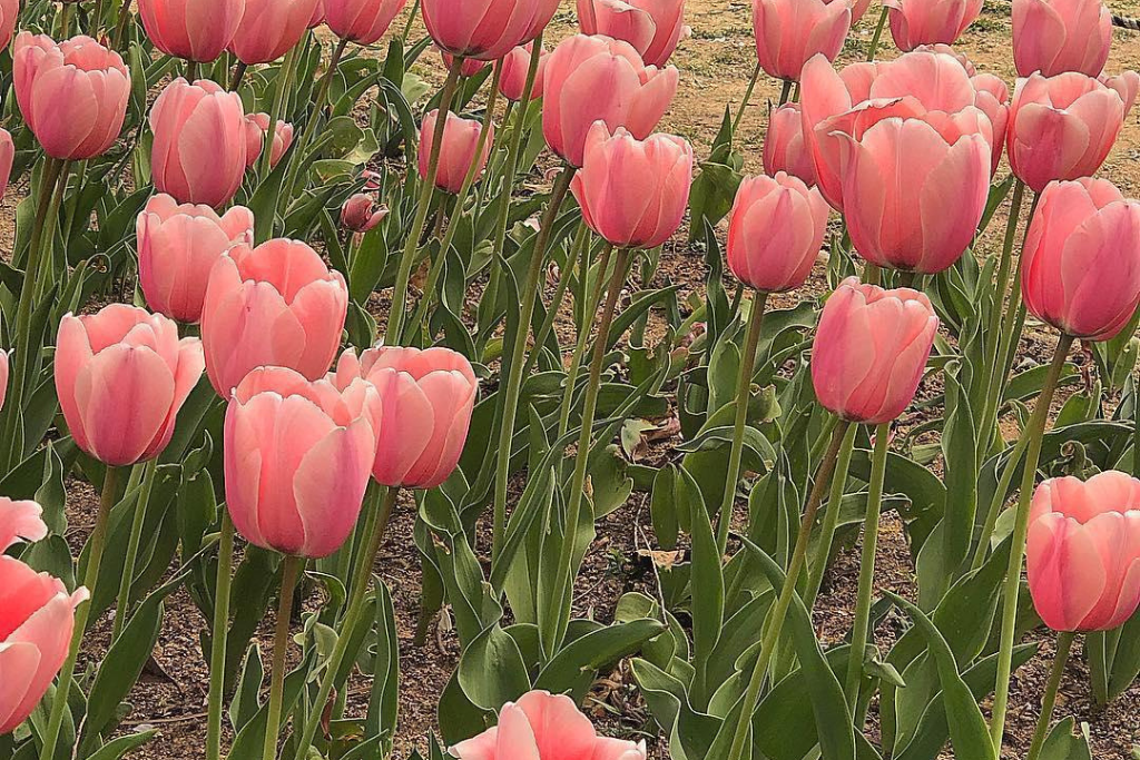 The Ultimate Guide to Flower Care: Keeping Your Blooms Happy & Healthy