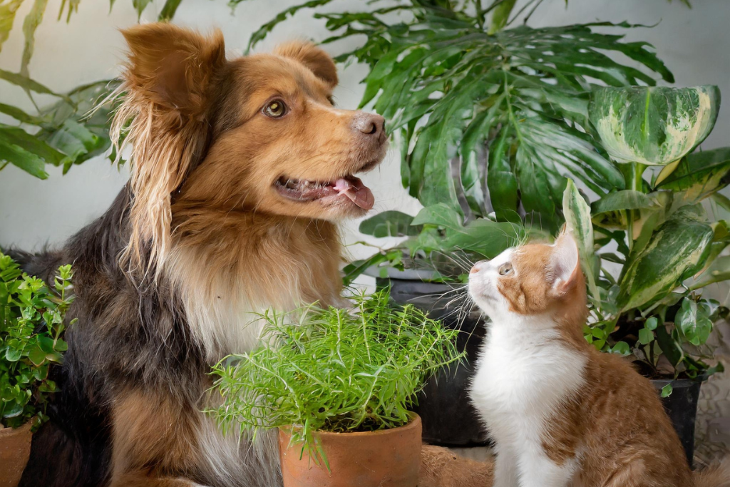 Pet-Friendly Plants Safe for Dogs and Cats