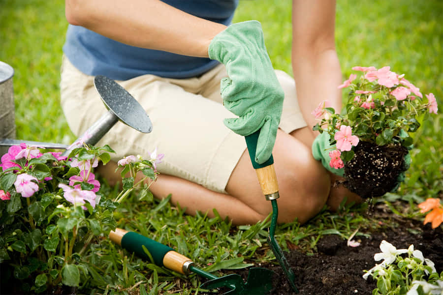 Gardening Tips for Beginners: How To Grow a Thriving Garden ?