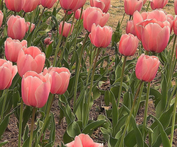 The Ultimate Guide to Flower Care: Keeping Your Blooms Happy & Healthy