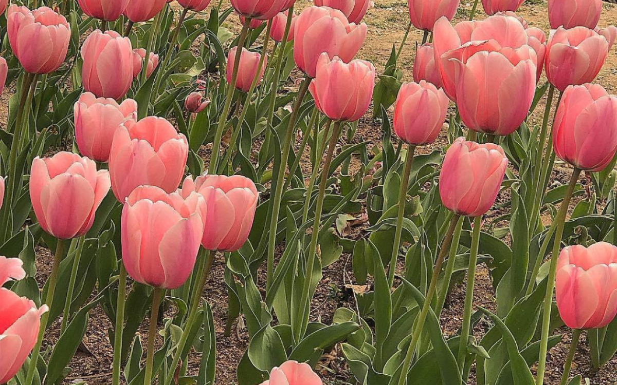 The Ultimate Guide to Flower Care: Keeping Your Blooms Happy & Healthy