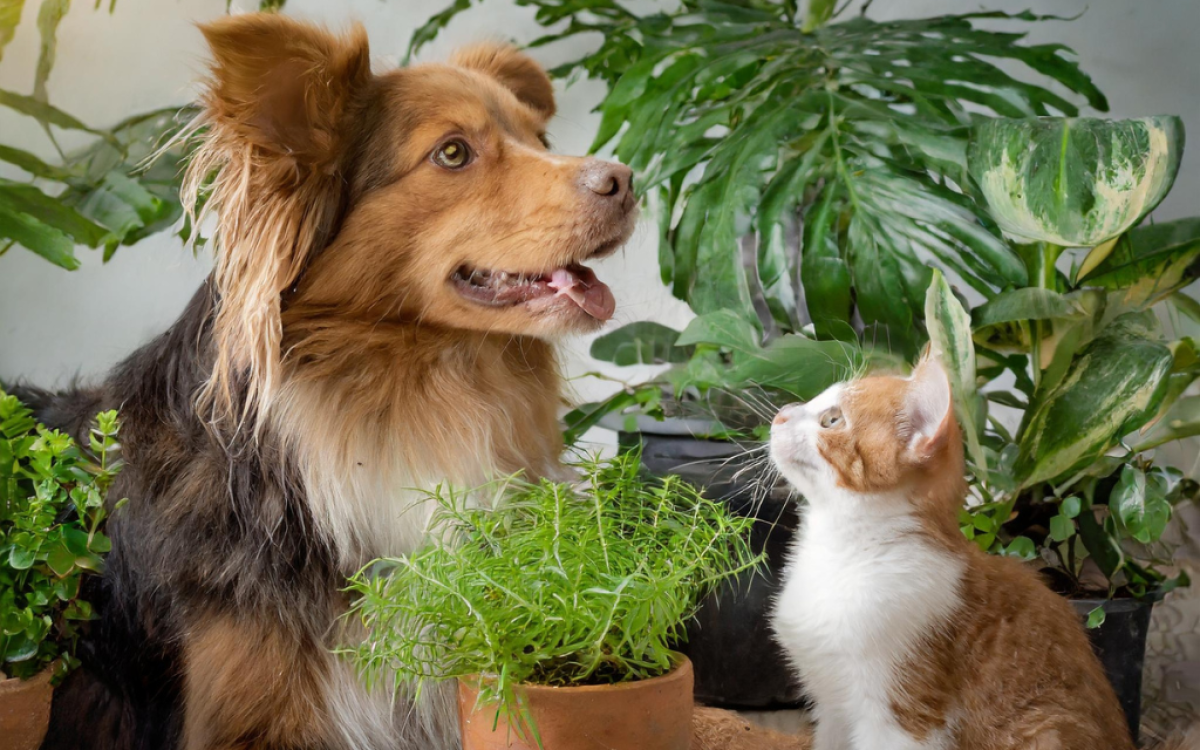Pet-Friendly Plants Safe for Dogs and Cats