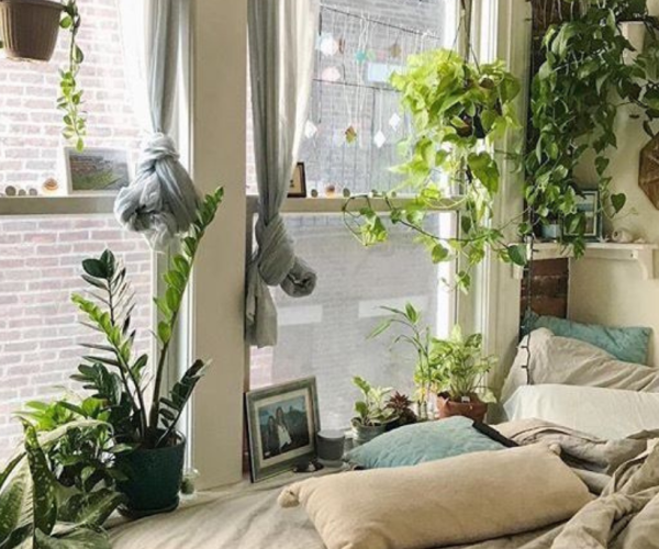 The Ultimate Guide To Houseplants: Bringing Nature Indoors