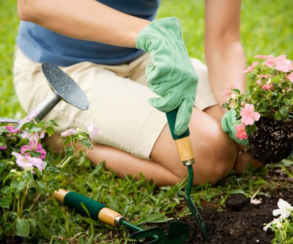 Gardening Tips for Beginners: How To Grow a Thriving Garden ?