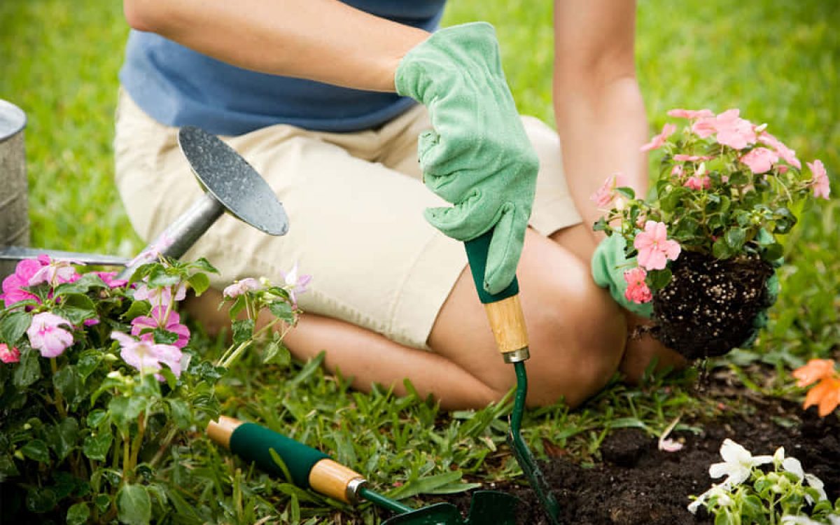 Gardening Tips for Beginners: How To Grow a Thriving Garden ?